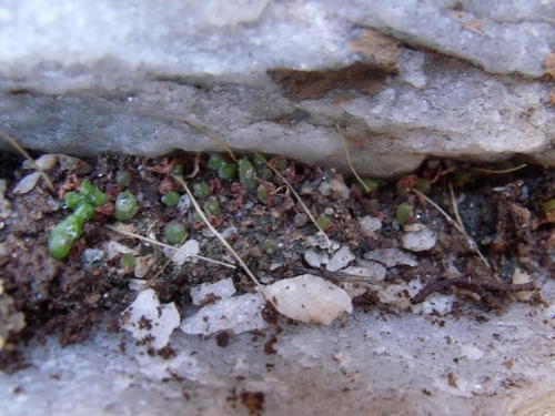 Bulbine vitrea