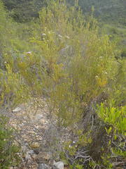 Phylica lachneaeoides