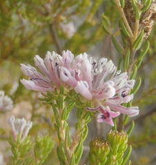 Phylica lachneaeoides