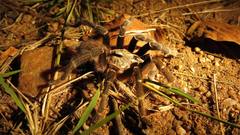 Ceratogyrus darlingi