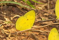 Eurema andersoni
