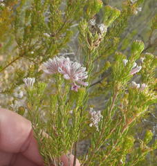 Phylica lachneaeoides