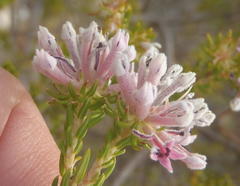 Phylica lachneaeoides