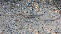 Meroles squamulosus