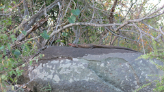 Matobosaurus validus