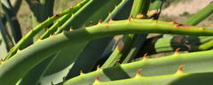 Aloe thraskii