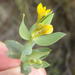 Leathery Capesaffron - Photo (c) Nicola van Berkel, some rights reserved (CC BY-SA), uploaded by Nicola van Berkel