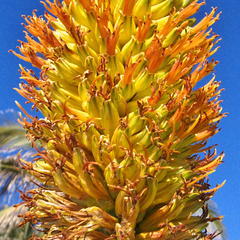 Aloe thraskii