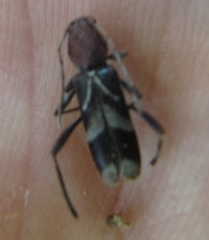 Chlorophorus ruficornis