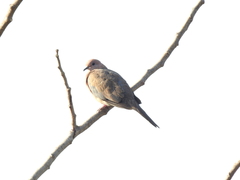 Streptopelia senegalensis
