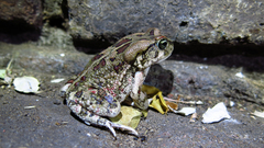 Sclerophrys garmani