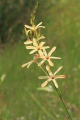 Ixia paniculata
