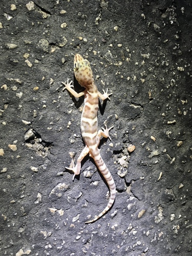 iNaturalist observation photo of Western Banded Gecko
