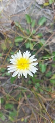Taraxacum leucanthum