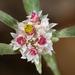 Helichrysum candolleanum - Photo (c) Wynand Uys, osa oikeuksista pidätetään (CC BY), lähettänyt Wynand Uys
