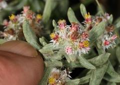 Helichrysum candolleanum