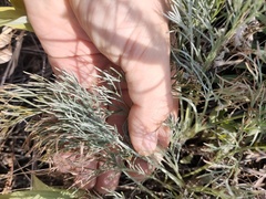 Artemisia sericea