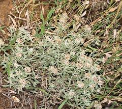 Helichrysum candolleanum