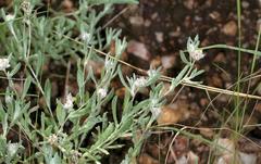 Helichrysum candolleanum