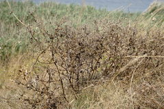 Nepeta parviflora