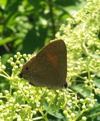 Deudorix epijarbas