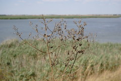 Nepeta parviflora