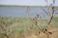 Nepeta parviflora