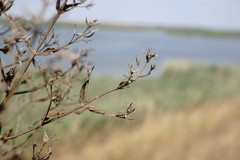Nepeta parviflora