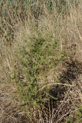 Asparagus verticillatus