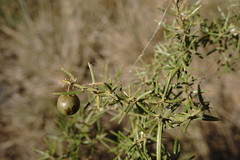 Asparagus verticillatus