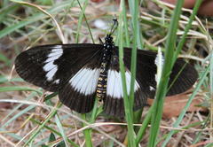 Acraea aganice aganice
