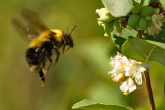 Bombus nevadensis