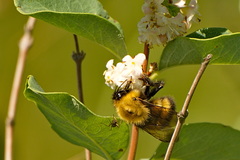 Bombus nevadensis