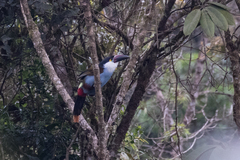 Andigena nigrirostris