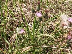 Magnoliopsida