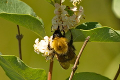 Bombus nevadensis