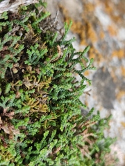 Selaginella sanguinolenta