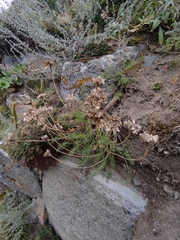 Ferulopsis hystrix