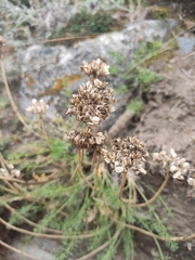 Ferulopsis hystrix
