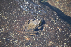 Rana muscosa