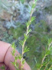 Cliffortia tuberculata