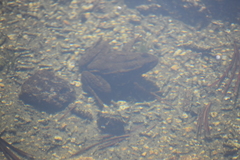 Rana muscosa