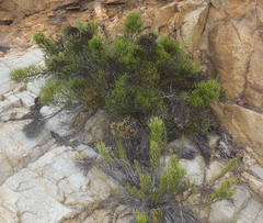 Dolichothrix ericoides