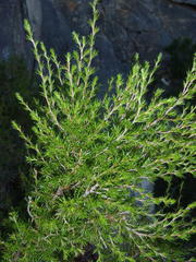 Cliffortia tuberculata