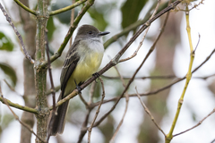 Myiarchus cephalotes