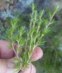 Cliffortia tuberculata