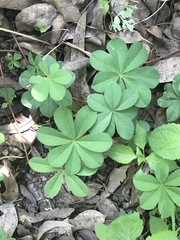 Oxalis decaphylla
