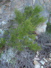 Cliffortia tuberculata