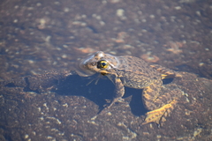 Rana muscosa