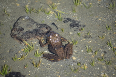 Rana muscosa